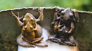The Fascinating Process Behind Large Scale Frog Breeding