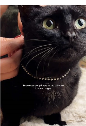 Te colocan por primera vez tu collar en tu nuevo hogar. #gato #frases #cat #gatonegro #gatostiktok
