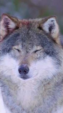 How We Ruined Dogs! #Breeding #AnimalCruelty #Animals #Shorts