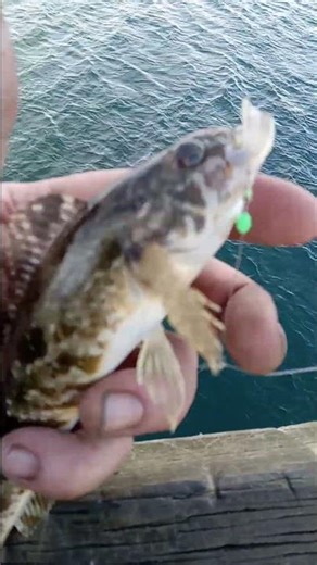 the fearsome Pacific Kelp Greenling
