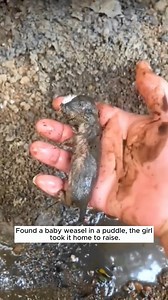 Rescue Dog Rangers U.S on Reels