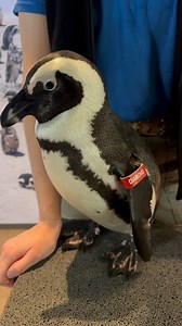 7K views · 164 reactions | Not your average meet and greet  Our Penguin Party Wild Encounter is an once-in-a-lifetime experience! Step into a private encounter area the scenes and meet one of Audubon Aquarium’s African penguins up close and chat with the Aquarium Aviculturist who know them best. Book your encounter here  bit.ly/4nEkJbJ | Audubon Aquarium | Facebook