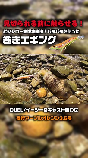 秋のエギング攻略法と釣れたイカの種類