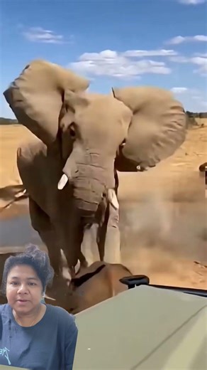 A baby elephant wasn't a easy target ❤️ #elephant #animals