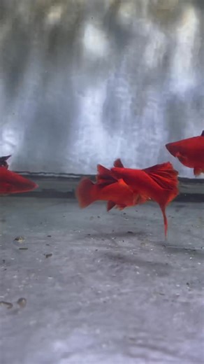 Saber Tail Cauliflower Swordtail #pet #swordtail #aquariumhobby | The Koi and Goldfish Factory