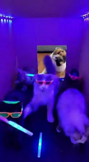 Inside the Secret Cat Club… What Happens After Midnight 😼✨ #CatClub