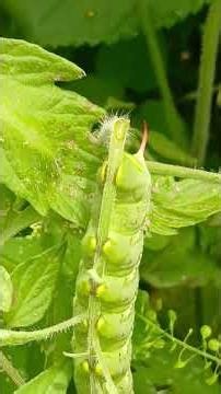 Tomato Plant Suddenly Bare? Look for This Green Garden Pest
