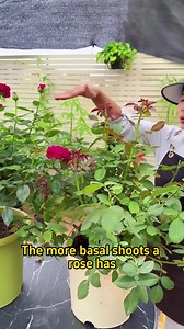 Promoting budding by pressing rose branches #indoorplants #plants #garden #gardening #roses | Gardeningideas