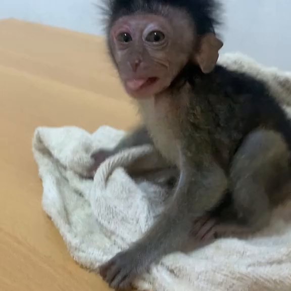 Understanding Lip Smacking Behavior in Monkeys and Its Significance