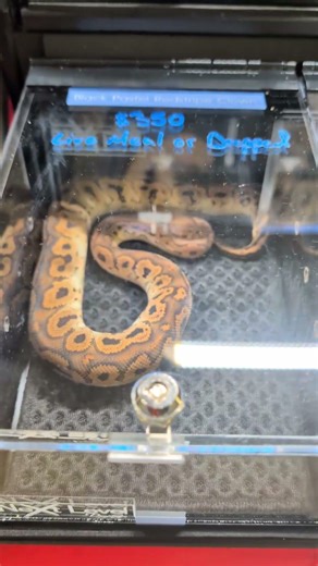 Weekend Plans = Feeding 200 Snakes #snake #ballpython #morph #snakebreeder