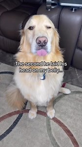 127K views · 5.1K reactions | Has your pet ever had POWERFUL FARTS?! #funnydog #doglife #dogvoiceover #funnydogvideos #storytime #dogproblems #funny #viral #hilarious #explore | A Golden and Fam | Facebook
