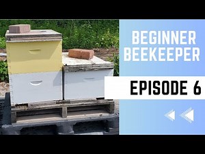 Nuc & Package Hives Inspection: Adding A Second Brood Box