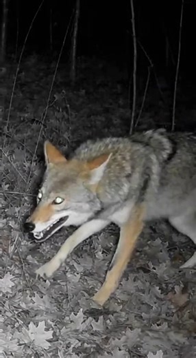 January 14, 2026 — wooded field edge in the rural Midwest The coyote made the first move. Low and fast, cutting across the field, aiming for the back legs like it had done a hundred times before. The buck didn’t bolt. He turned. Massive body. Thick neck. Antlers wide and unforgiving. The buck charged straight back, hooves pounding, closing distance faster than the coyote expected. They met in a burst of dirt and sound. The buck struck hard, antlers slashing as a hoof connected solid enough to se