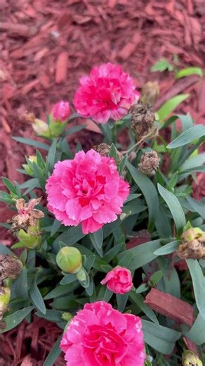 Pastel dianthus caryophyllus flower buds