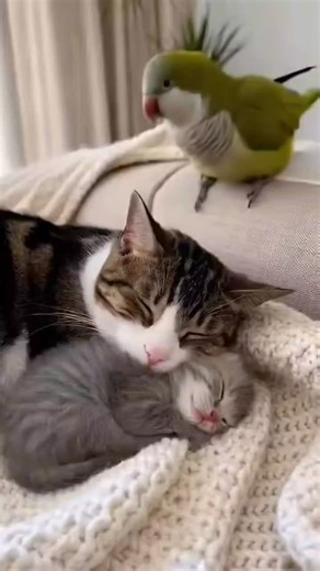 Cuddle Kitty on Instagram: "In Japan, researchers are using smart walkways to turn everyday activities into clean energy 4. These roads are embedded with special piezoelectric material that can collect kinetic energy from pedestrians' footsteps. When people walk, run or jump, the road surface is slightly deformed, creating mechanical pressure. Piezoelectric crystals convert this pressure into electrical energy. This energy can be used to illuminate street lights, power public displays, and even