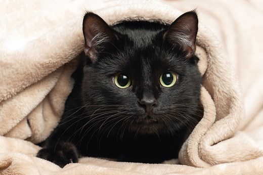 Cette température peut mettre votre chat en danger cet hiver (et beaucoup de maîtres l’ignorent) , "ne descendez jamais en-dessous de..."