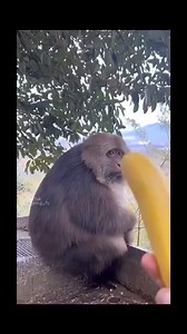 121K views · 3.5K reactions | Grandma and Xing Xing always share lunch together 殺❤️ #monkey #xingxing #fyp #reels #usa | XingXing Monkey | Facebook