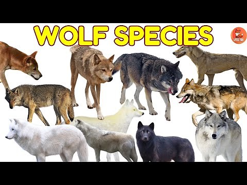 How Many Types of Wolves Are There? 🤔 Exploring 40 Species! for kids #kidslearning #animals #wolf 🐺