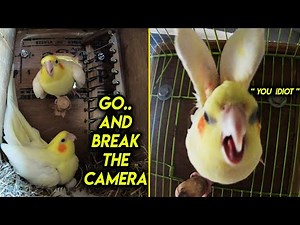 Crazy Cockatiel Bird Angry Conversation with Mr. KV