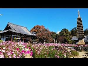 満開のコスモスに石仏が微笑む 般若寺を「ぶらヒロシ」