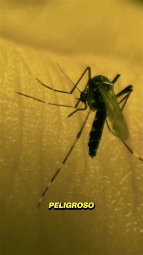 The mosquito: nature's deadliest predator. #funfacts #didyouknow #animal #animals