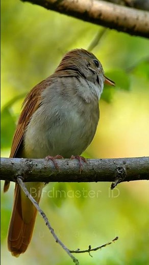 Experience the calming nightingale sound