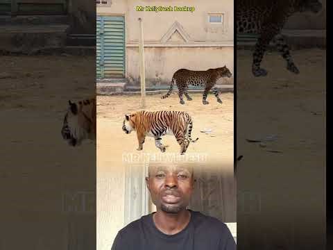 Tutorial video editing || lion and tiger effect