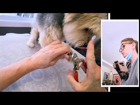 Dog Nail Clipping Struggle What Actually Works