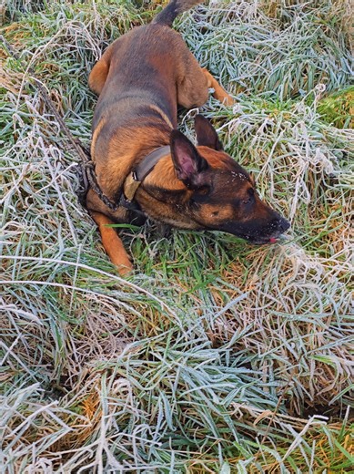 Belgian malinois sans ces 3 mécanismes, vous n’avez pas un chien de défense. #belgianmalinois #malinois