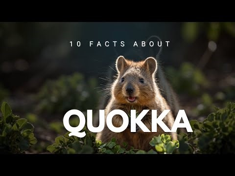Facts about Quokka