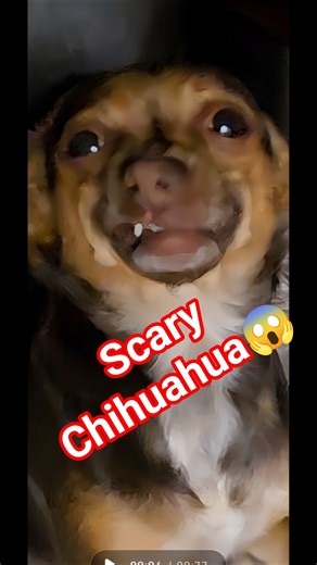 Why Do Chihuahuas Look So Scary at Times?