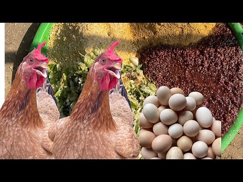 Process of raising free-range organic chickens from 1 day old to egg harvest - Chicken farm