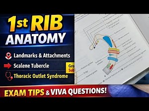 Anatomy of First Rib Made Easy | Attachments, Relations & Applied Anatomy