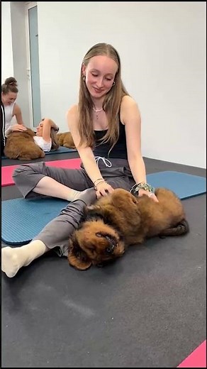 Yoga Habits Your Dog Secretly Loves. #puppy #doggielife #pom #goldenretreivers #pets