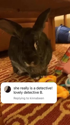 Detective Bunny: A Fun Pet Adventure