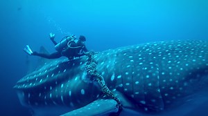 429K views · 6.3K reactions | What's one moment of humanity worth? Everything. #Hellohumankindness | Dignity Health | Facebook