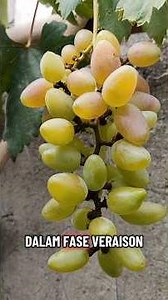 Anggur Varian Jumbo Transfigurasi#tanamanbuah #halamanrumah #anggurtrans #berkebun #hobi #shortfeed