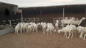 première vague de formation sur l'élevage des ovins et caprins commence demain 19h GMT pour vous inscrire écrivez nous sur whasap au 22964619940 | Agroconseilong