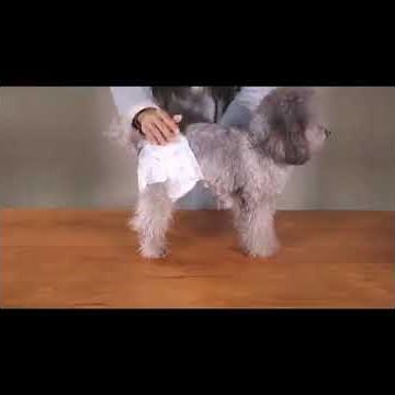 Pat and Purr - Disposable Pet Diapers for Dogs