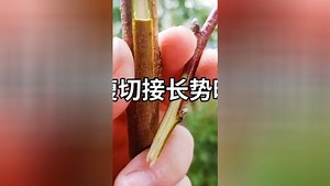 #果树嫁接#核桃嫁接技术#我的农村生活#农业技术#嫁接