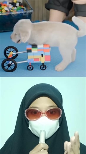 BIKIN KURSI RODA DARI LEGO BUAT SI ANJING ‼️ @zackdfilms #dubbing #remix #trending