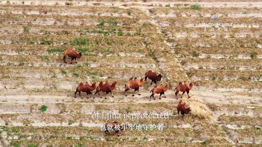 Stunning aerial view of one of the world's largest populus euphratica forests in China's Inner Mongolia | Xinhua Culture&Travel