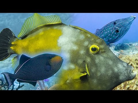 Filefish and triggerfish (Monacanthidae and Balistidae)
