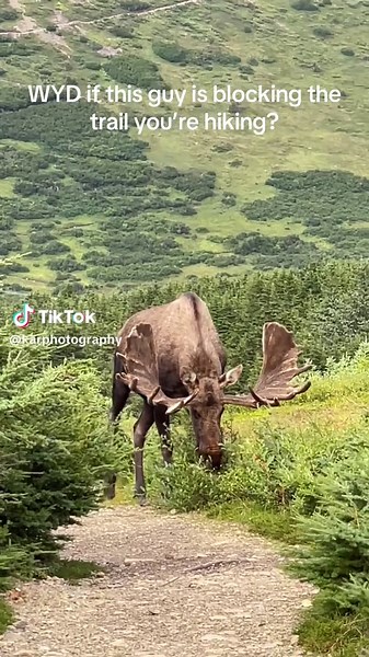 Encountering Moose on Hiking Trails in Alaska