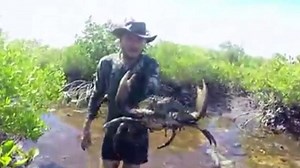 Catching mud crabs with bare hands in Far North Queensland, man nearly loses finger