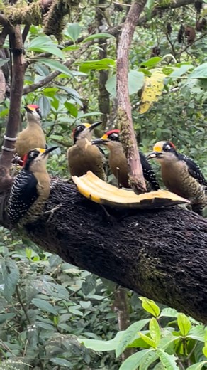 51K views · 10K reactions | #woodpecker party in #CostaRica !!! . . creatures in the video: Black-cheeked Woodpecker, Silver-throated Tanager, Bay-headed Tanager, Common Chlorospingus, Scarlet-rumped Tanager and @fabiowildlife_keeper | Juan Diego Vargas | Facebook