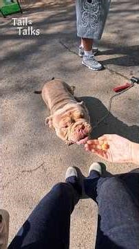 We met the cuddliest Micro Bully named Trouble! #bulldog #dog