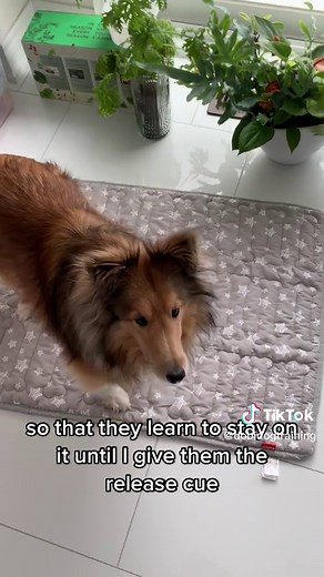 Mat training your puppy or dog pt. 1 #dogtraining #dogtrainingtips #forcefreedogtraining #sheltie #mattraining #placetraining