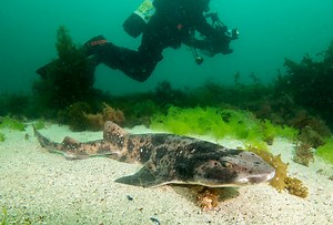 Draughtboard shark - Cephaloscyllium laticeps #marineexplorer