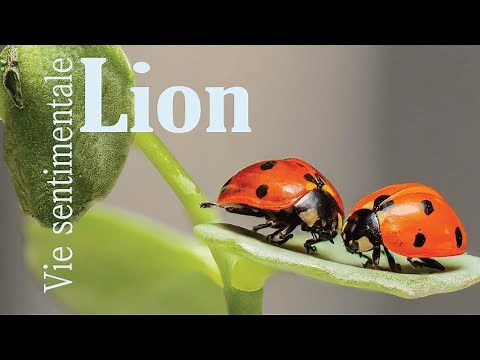 LION ~ Vie Sentimentale Mai - Juin 2022